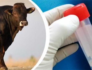 Türkiye’den Azerbaycan’a Yüksek Kaliteli Boğa Sperması İhracatı